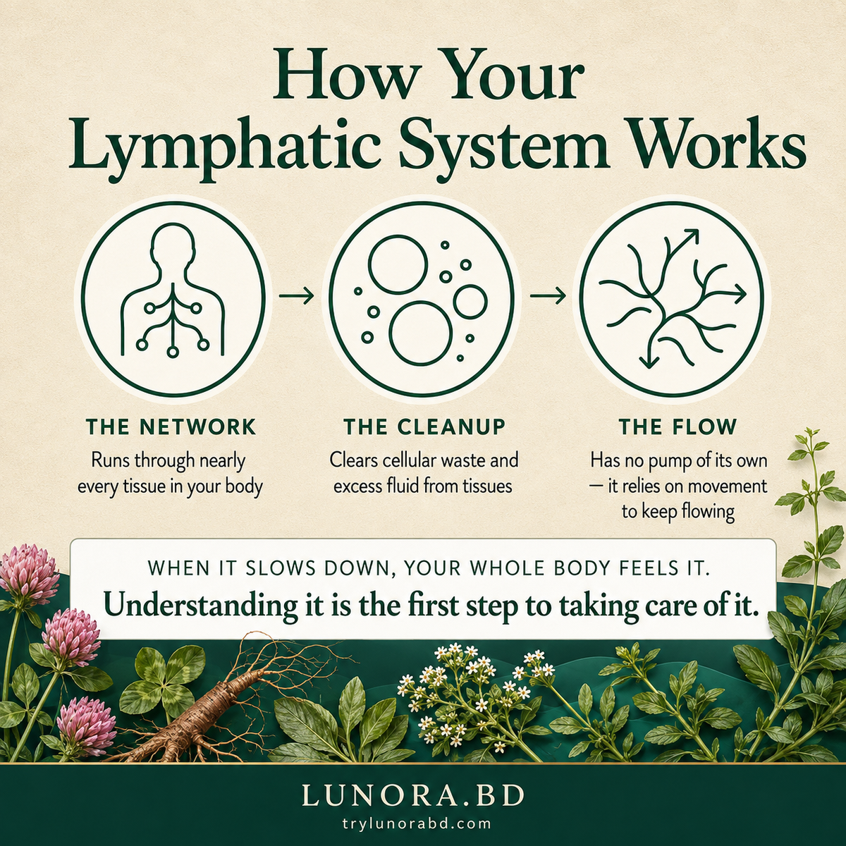 Nature's Sunshine Lymphatic Drainage